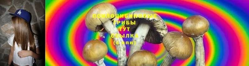 Псилоцибиновые грибы MAGIC MUSHROOMS  купить  цена  Разумное 